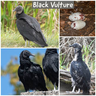 Black Vulture